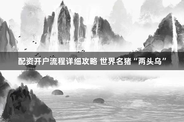 配资开户流程详细攻略 世界名猪“两头乌”