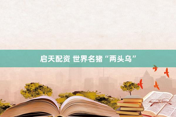 启天配资 世界名猪“两头乌”